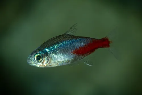 neonhal