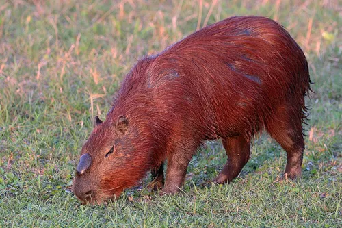 vízidisznó