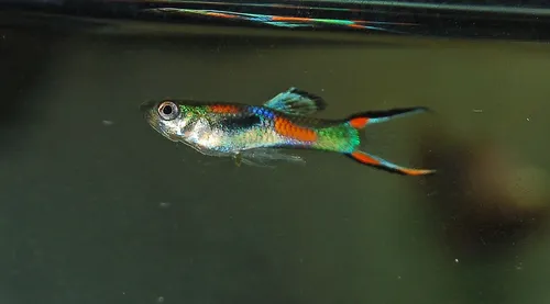 Endler guppi