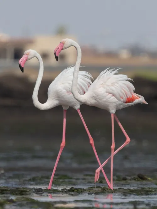 rózsás flamingó