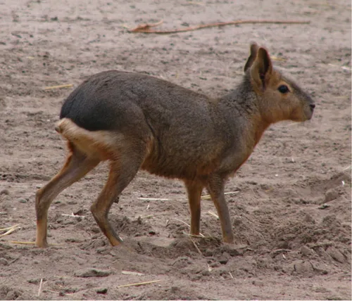 nagy mara