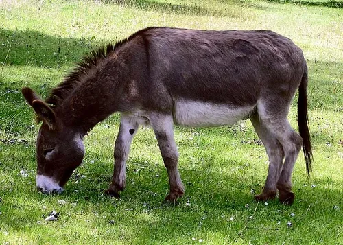 házi szamár