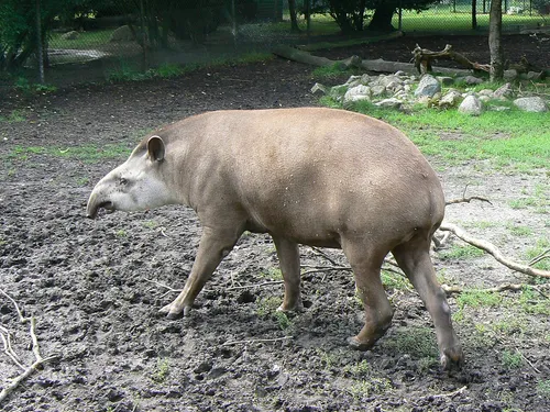 Síkföldi tapír