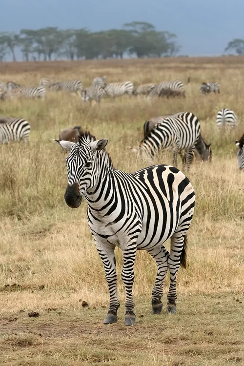 alföldi zebra