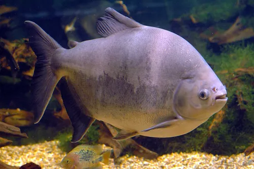 Fekete Pacu