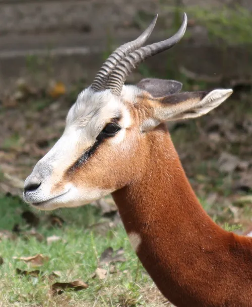 Mhorr Gazella