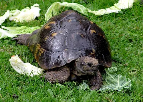 mór teknős