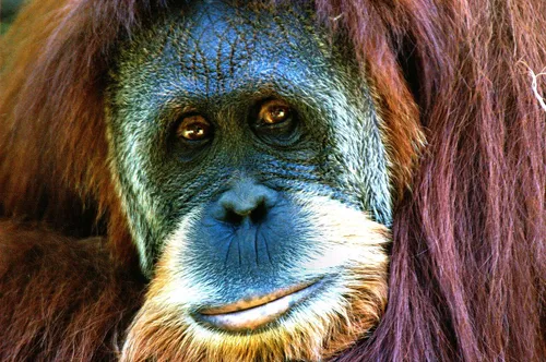 szumátrai orangután