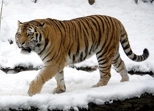 szibériai tigris