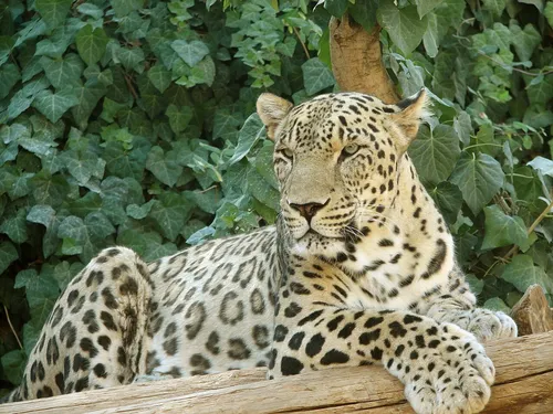 Perzsa leopárd