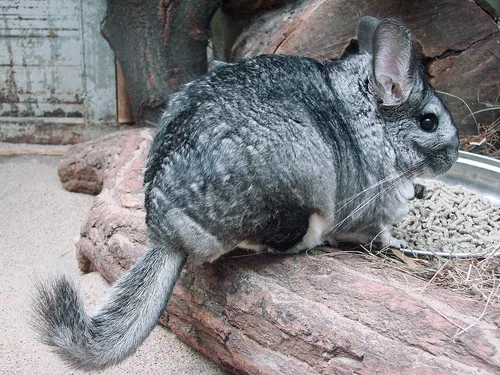 csincsilla