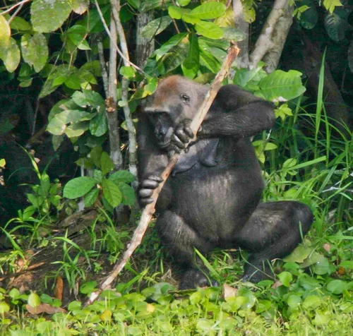 nyugati síkvidéki gorilla