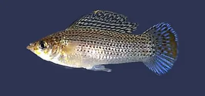 Szélesszárnyú fogasponty